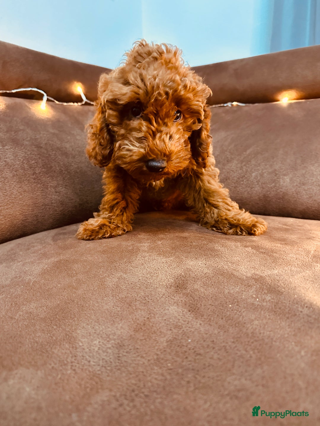 Poedel Toy honden te koop: Toy Poedel puppy’s - Advertentie 9