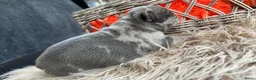 Franse Bulldog honden te koop: Franse Bulldog pups - Advertentie 7