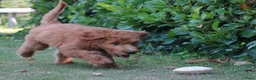 Goldendoodle honden te koop: Goldendoodle Pups - Advertentie 9