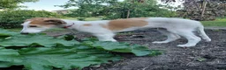 Barsoi honden te koop: Borzoi-teef uit FCI-kennel zoekt lief thuis  - Advertentie 24