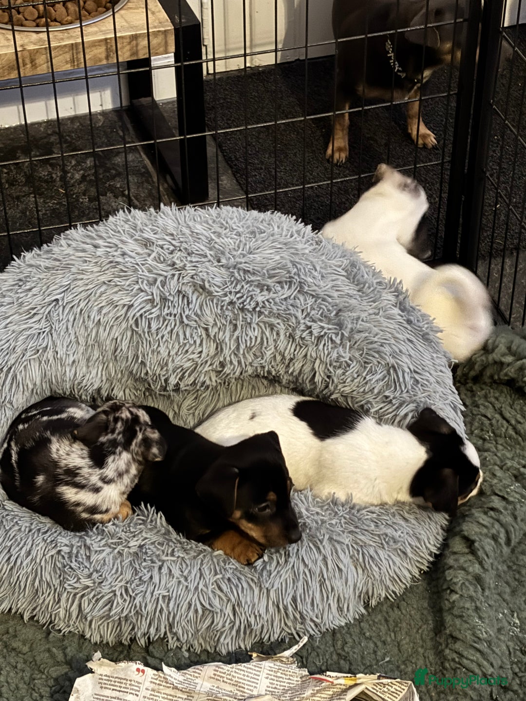 Jack Russel Terriër honden te koop: Jack Russell pups  - Advertentie 9