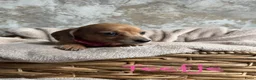 Teckel (korthaar)  honden te koop: Prachtige teckelpups 🐶 - Advertentie 13