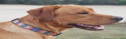 Labrador Retriever honden ter dekking: Labrador dekreu Fox red met stamboom in Apeldoorn - Advertentie 3
