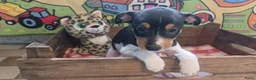 Boerenfox honden te koop: Boerenfox pups raszuiver - Advertentie 9