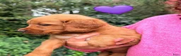 Kruising honden te koop: Lieve Irish Toller pups (Toller x Setter) - Advertentie 6