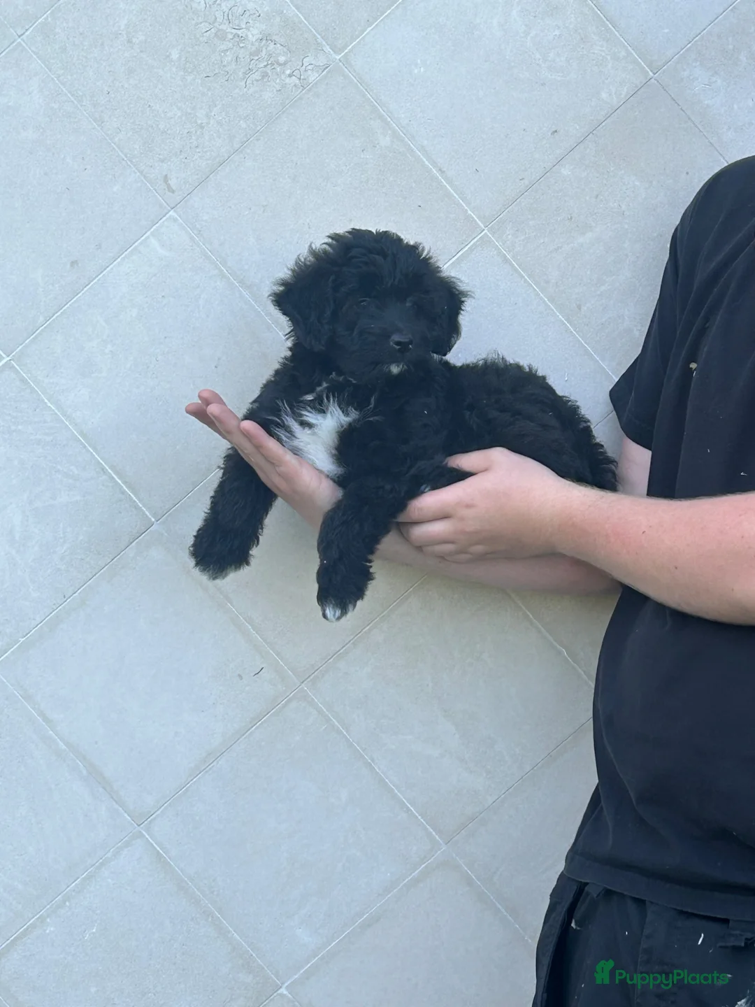Kruising honden te koop: Aussiedoodle pupjes - Advertentie 14