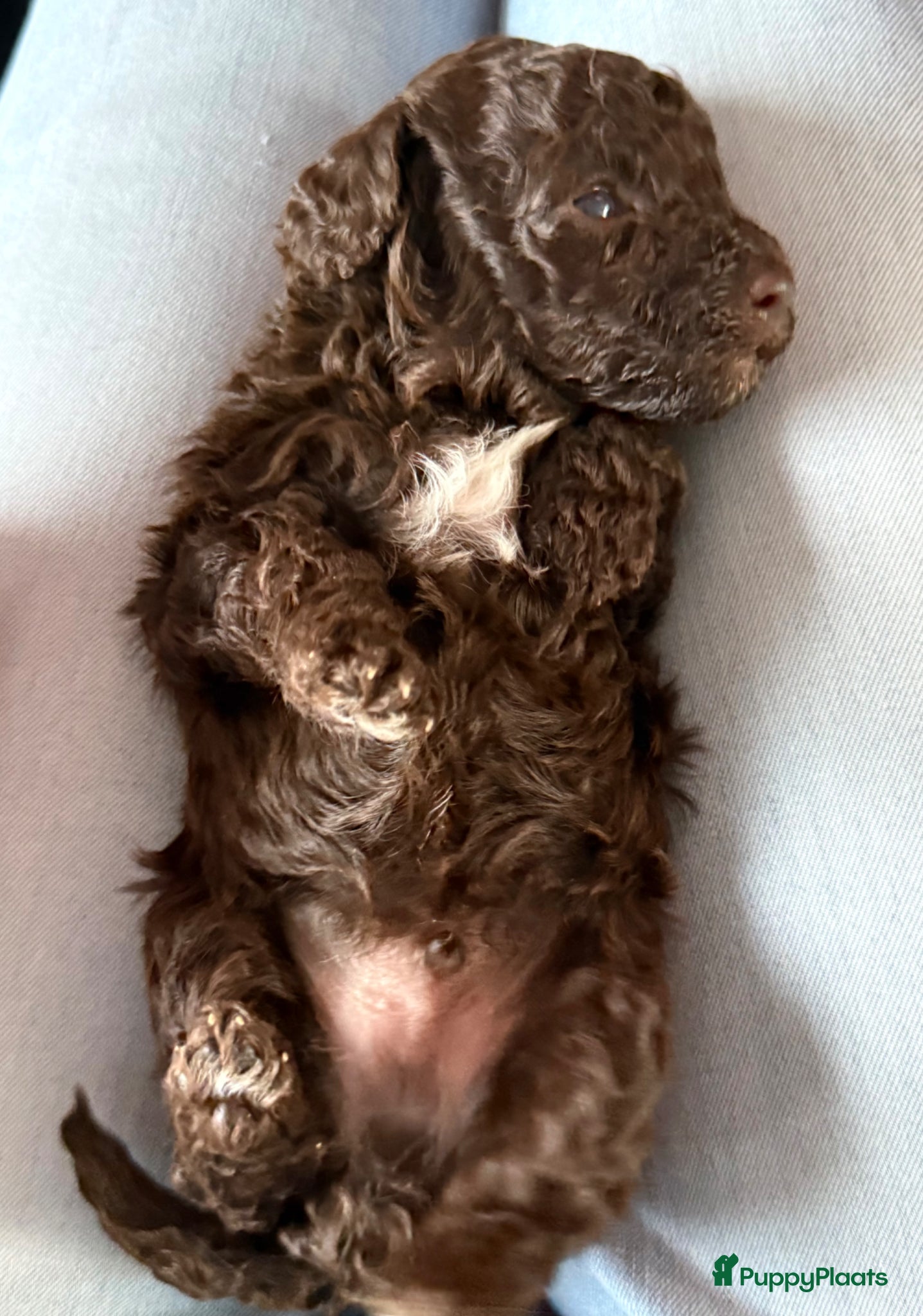 Kruising honden Prachtige hypoallergene pups te reserven - Advertentie 15