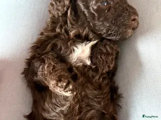 Kruising honden Prachtige hypoallergene pups te reserven - Advertentie 15
