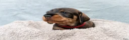 Ruwhaar Teckel honden te koop: Prachtige Ruwharige Teckel pups - Advertentie 21