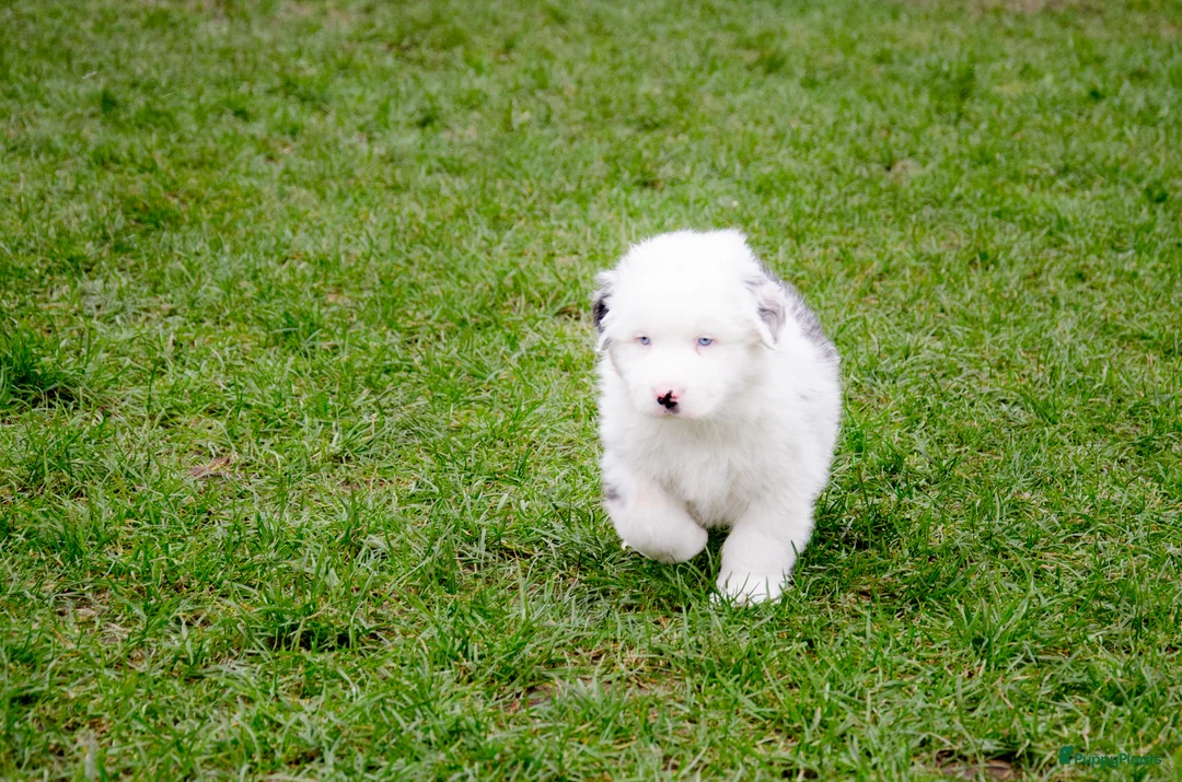 Australian Shepherd honden te koop: Australische herder pups geboren op boerderij (BE) - Advertentie 12