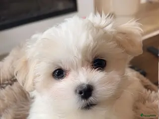Maltezer honden Mini malzeter - Advertentie 1