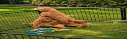 Cavapoo honden te koop: Prachtige Cavapoo pups beschikbaar  - Advertentie 11