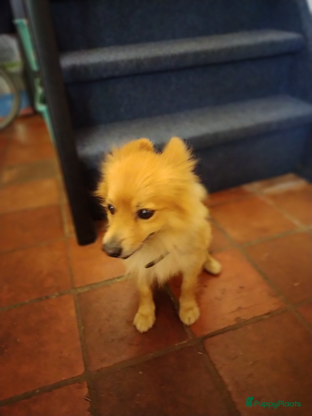 Kruising honden te koop: Jack Russell terriër kruising met pomeriaan reu in Eemnes - Afbeelding 21