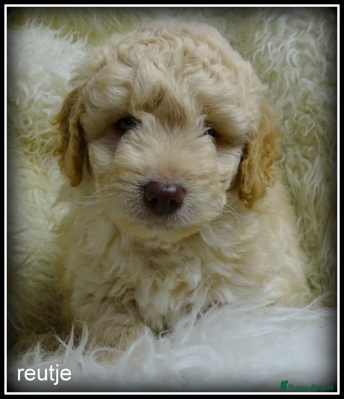 Labradoodle honden Labradoodle pups F4 +/- 45 cm - Advertentie 3