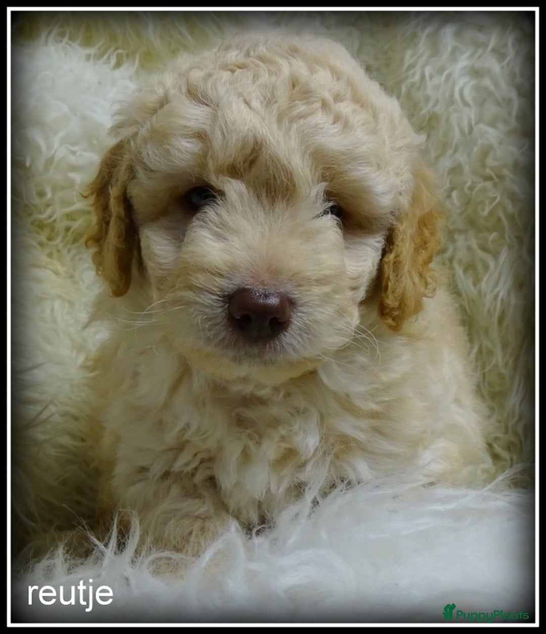 Labradoodle honden te koop: Labradoodle pups F4 +/- 45 cm - Advertentie 1