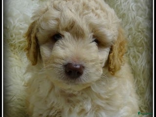 Labradoodle honden Labradoodle pups F4 +/- 45 cm - Advertentie 17