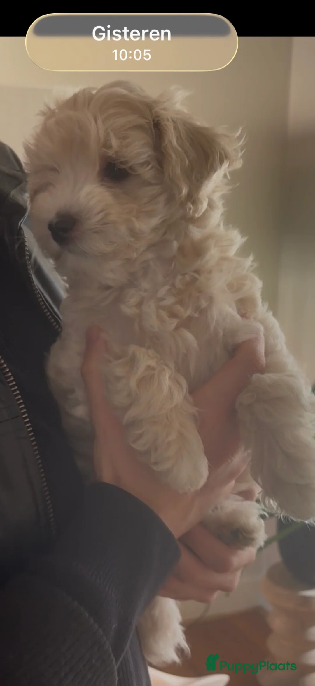 Maltipoo honden te koop: Maltipoo pups  - Advertentie 17