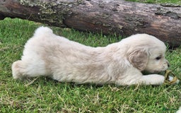 Golden Retriever honden te koop: Prachtige golden retriever pups stamboom  - Afbeelding 6