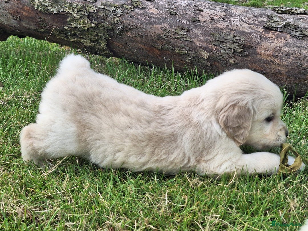 Golden Retriever honden te koop: Prachtige golden retriever pups stamboom  - Afbeelding 6
