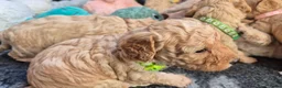 Cockapoo honden te koop: Kleine maat cockapoo pups - Advertentie 10