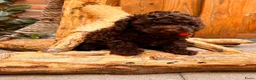 Kruising honden te koop: 2 prachtige La Poodle/ Doodle pups  - Advertentie 3