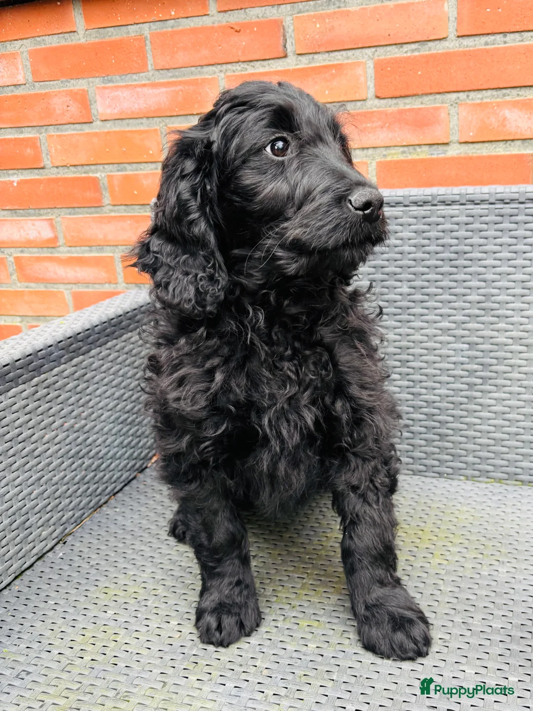 Goldendoodle honden te koop: Goldendoodle Pup reutje  - Advertentie 3