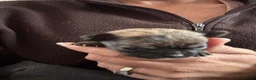 Chihuahua honden te koop: Korthaar chihuahuapups - Advertentie 18