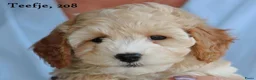 Maltipoo honden te koop: Leuke Maltipoo pups - Advertentie 19