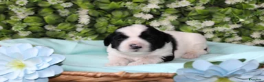 Tibetaanse Terriër Puppy 8