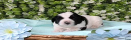 Tibetaanse Terriër honden te koop: Tibetaanse terrier pups  - Advertentie 16