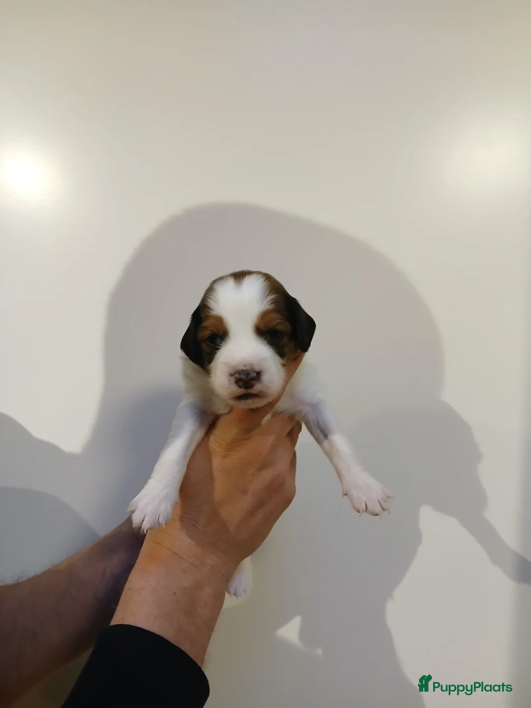 Kooikerhondje honden te koop: Supper liever  nestje kooiker pups van 7 - Advertentie 18