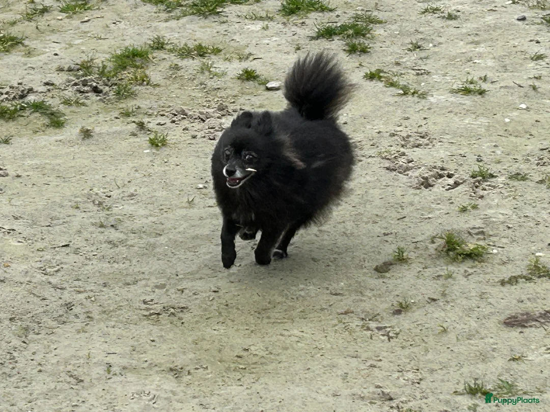 Kruising honden te koop: Mini doodle reu - Advertentie 2