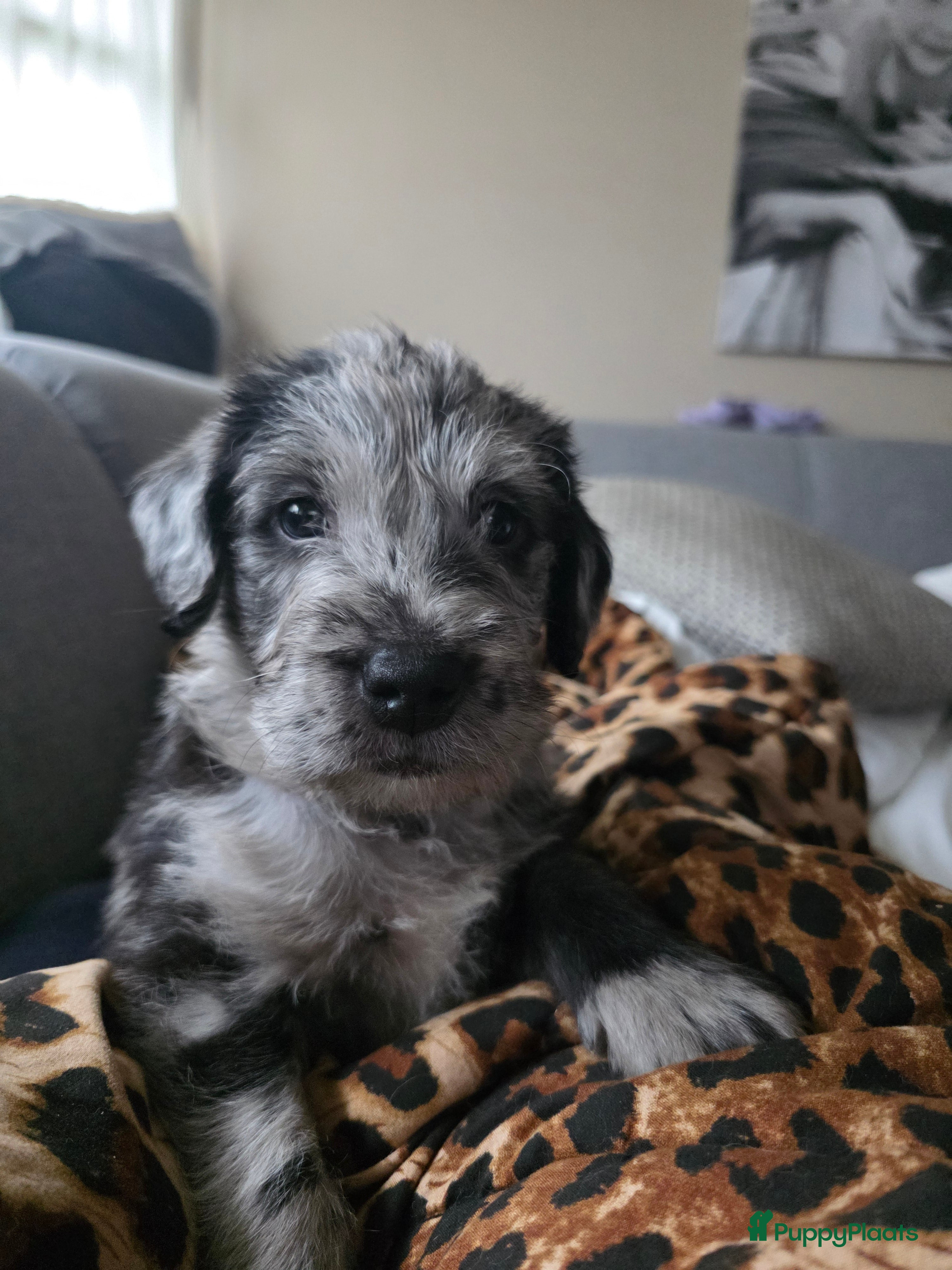 Labradoodle honden F1 Bluemerle teefje en reutje zoeken gouden mandje - Advertentie 1