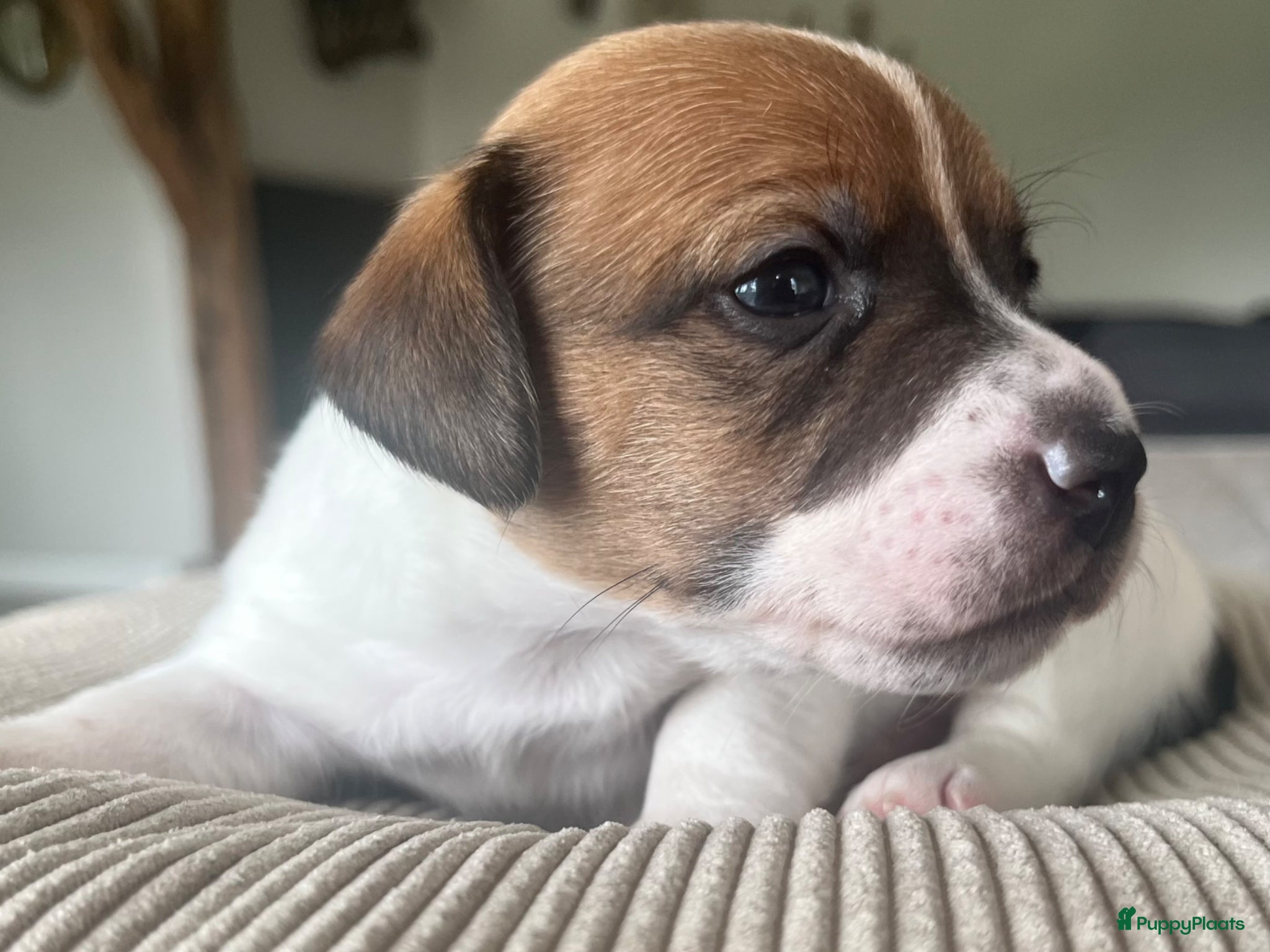 Jack Russel Terriër honden Raszuivere Jack Russell pups - Advertentie 16