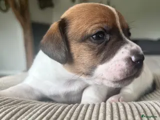 Jack Russel Terriër honden Raszuivere Jack Russell pups - Advertentie 16