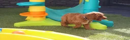 Kruising honden te koop: Prachtig mini Australian labradoodle pupjes - Advertentie 26