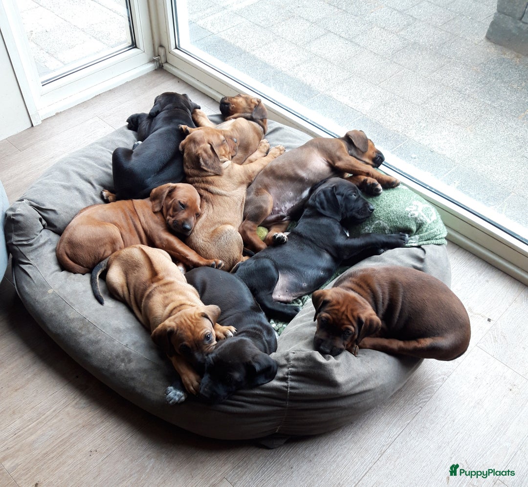 Rhodesian Ridgeback honden te koop: "Prachtige kruising Rhodesians"  in Bavel - Afbeelding 7