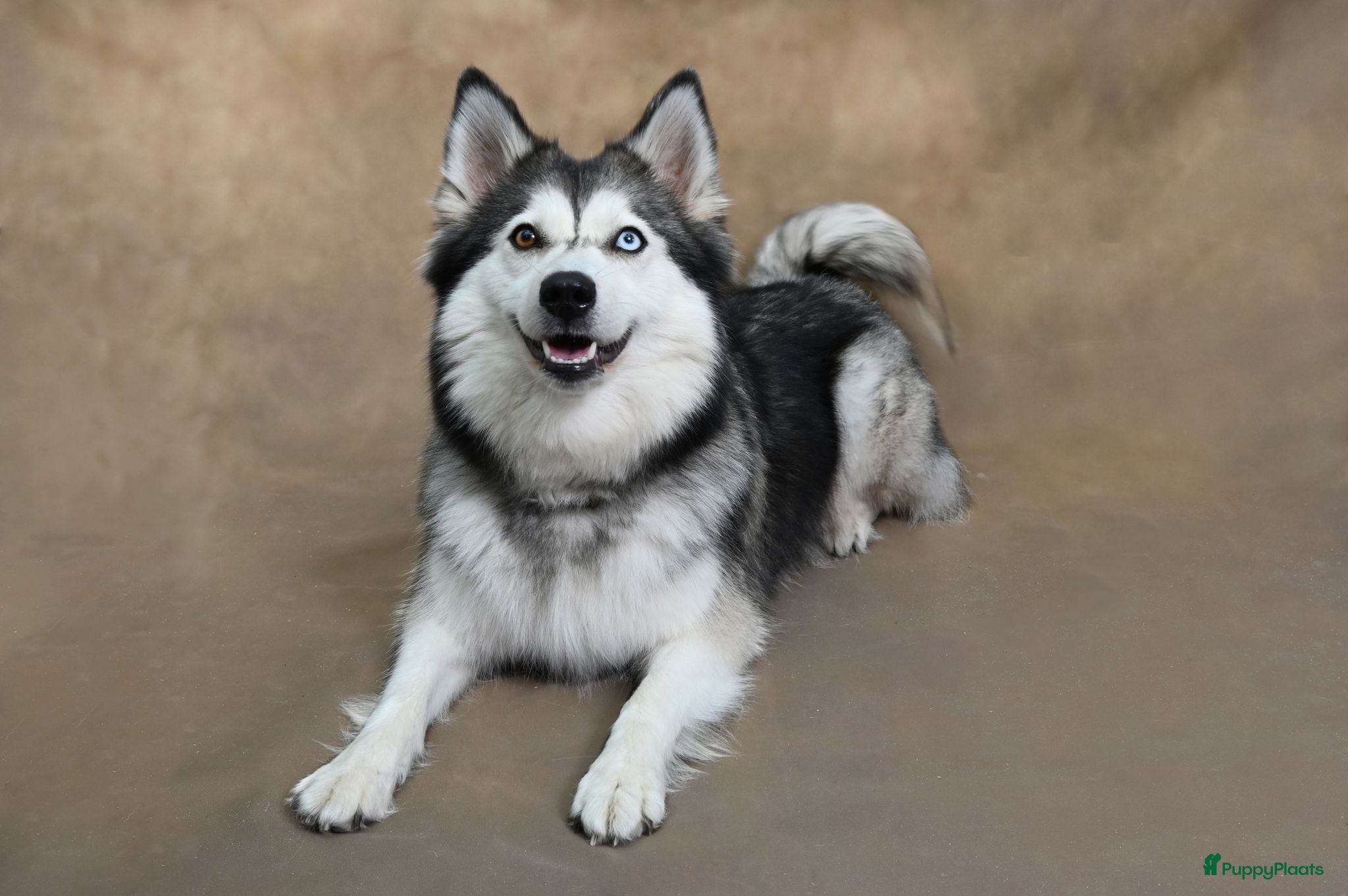 Pomsky honden te koop: Pomsky  - Advertentie 5