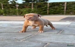 Amerikaanse Bully honden te koop: American bully XL pups bossy kennels bloedlijn! - Afbeelding 3