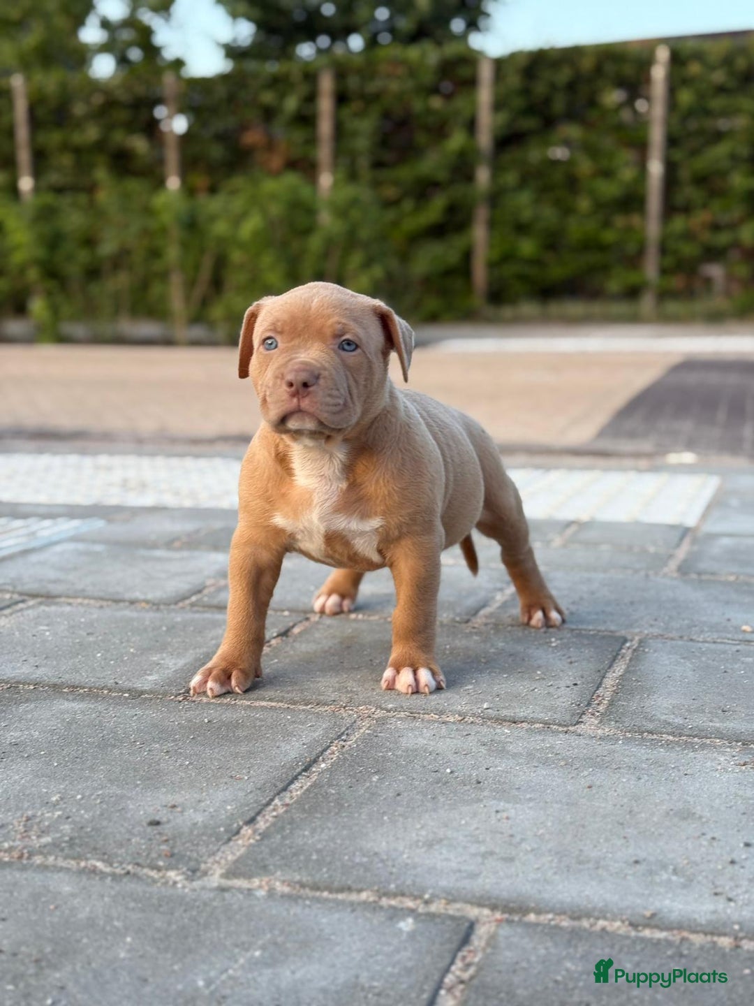 Amerikaanse Bully honden te koop: American bully XL pups bossy kennels bloedlijn! - Afbeelding 3