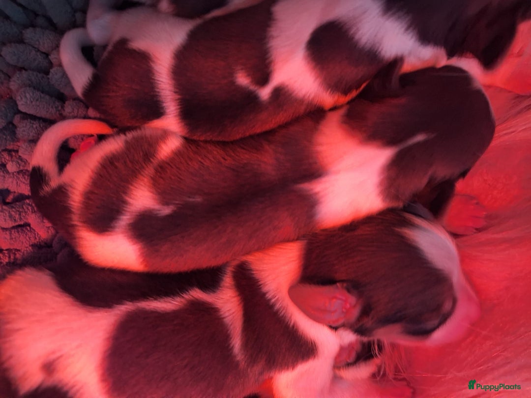 Kooikerhondje honden te koop: Supermooie gesocialiseerde reutjes - Advertentie 6