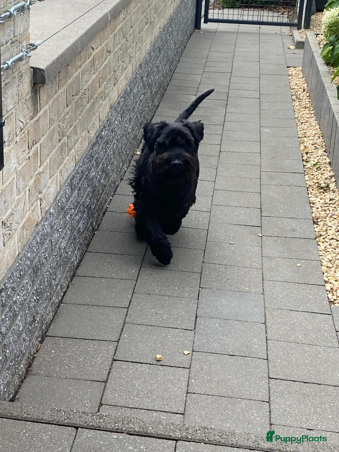 Schnauzer honden middenslag schnauzer puppy's - Advertentie 1
