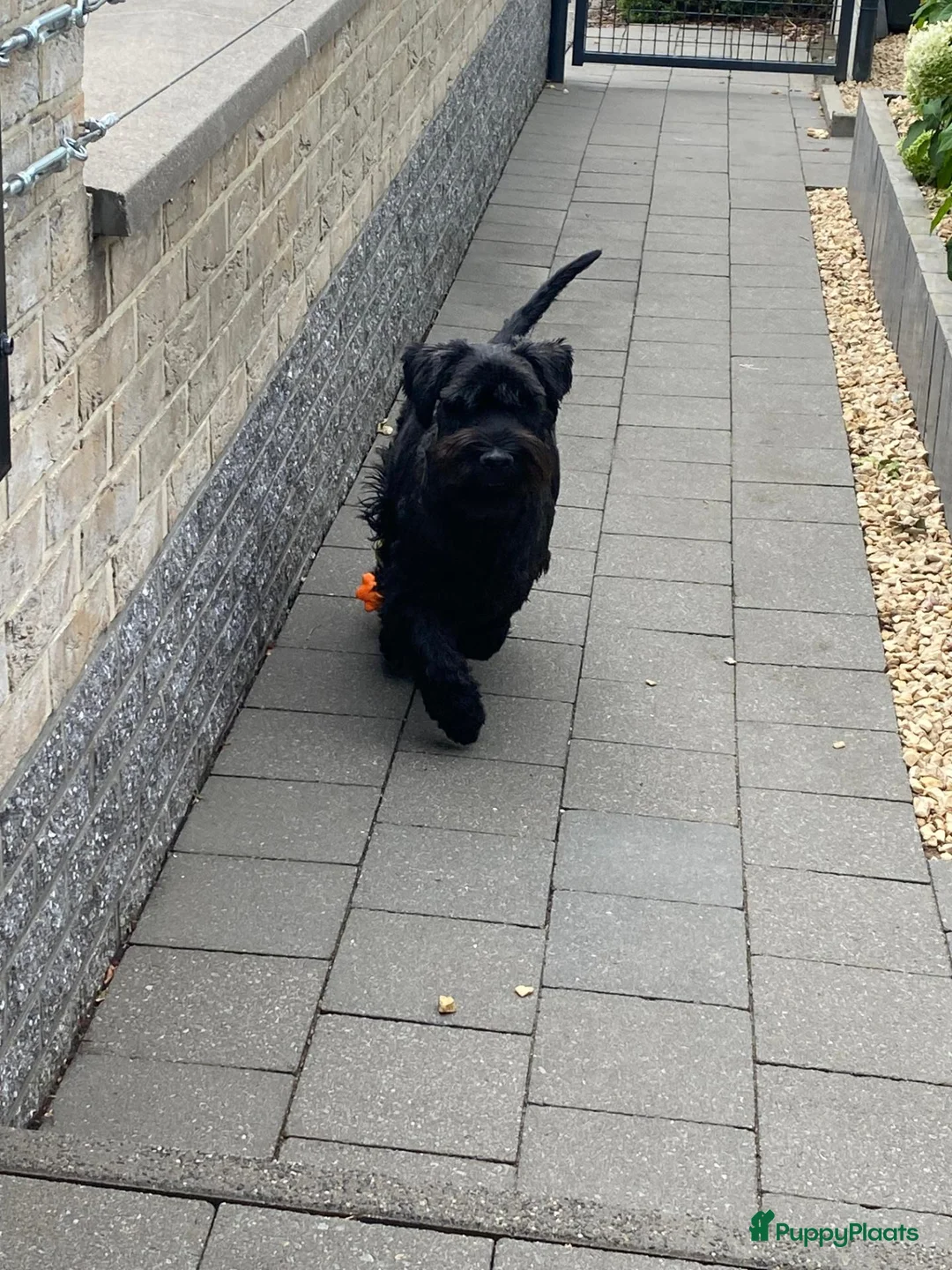 Schnauzer honden te koop: middenslag schnauzer puppy's - Advertentie 1