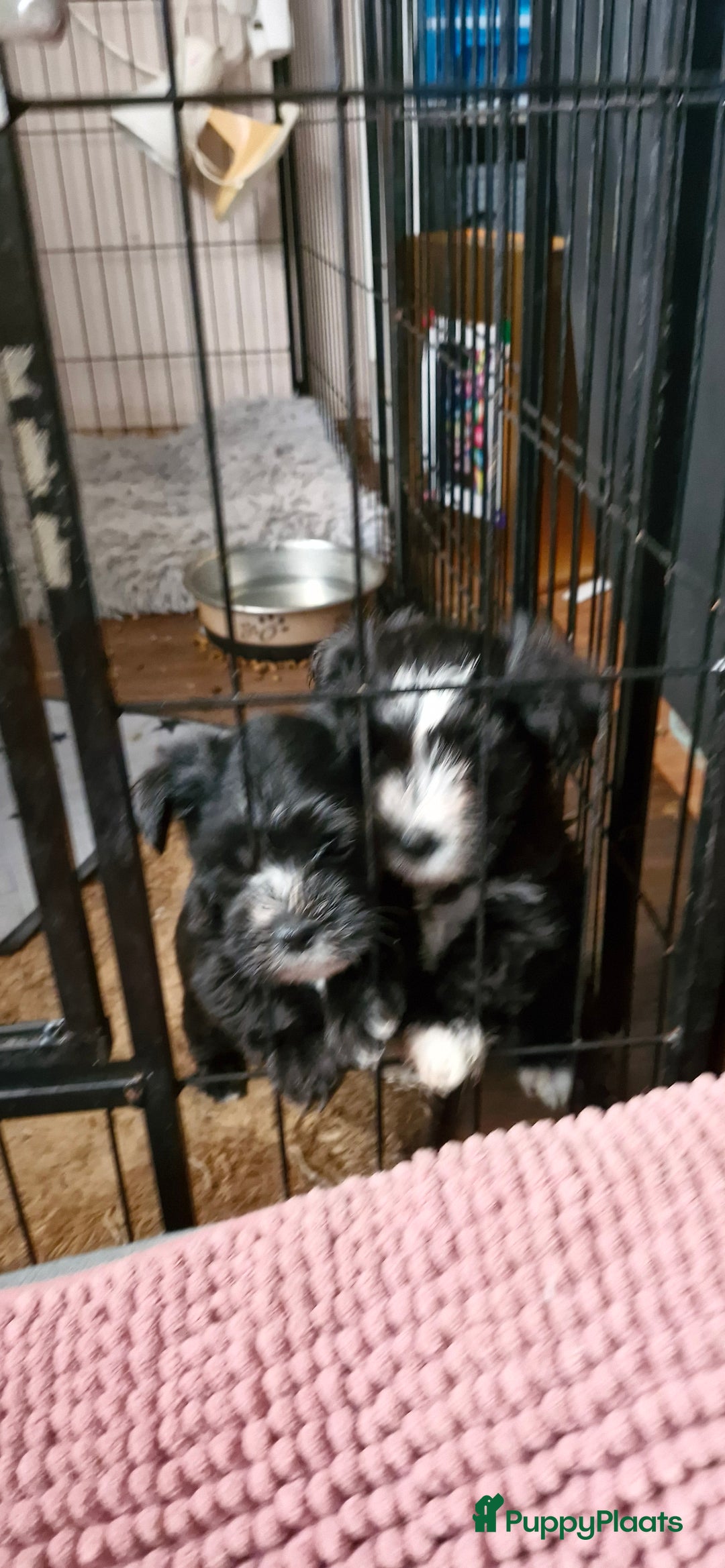 Morkie honden te koop: Morkie - Advertentie 9