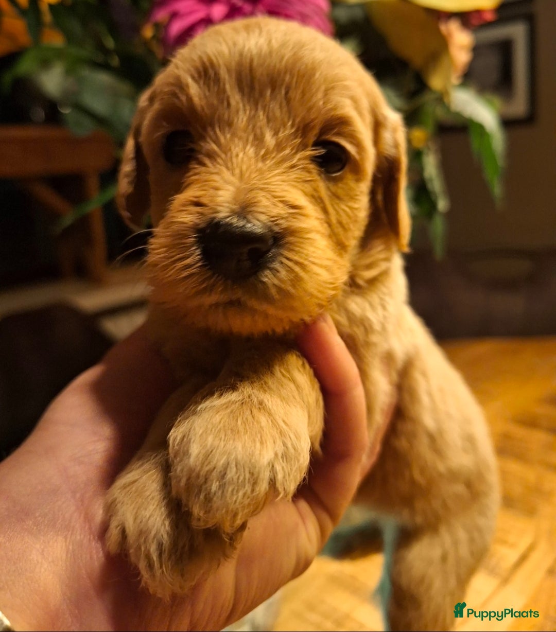 Labradoodle honden te koop: Labradoodle pups  - Advertentie 3