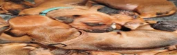 Rhodesian Ridgeback honden te koop: Rhodesian Ridgeback pups met stamboom  in Apeldoorn - Advertentie 12