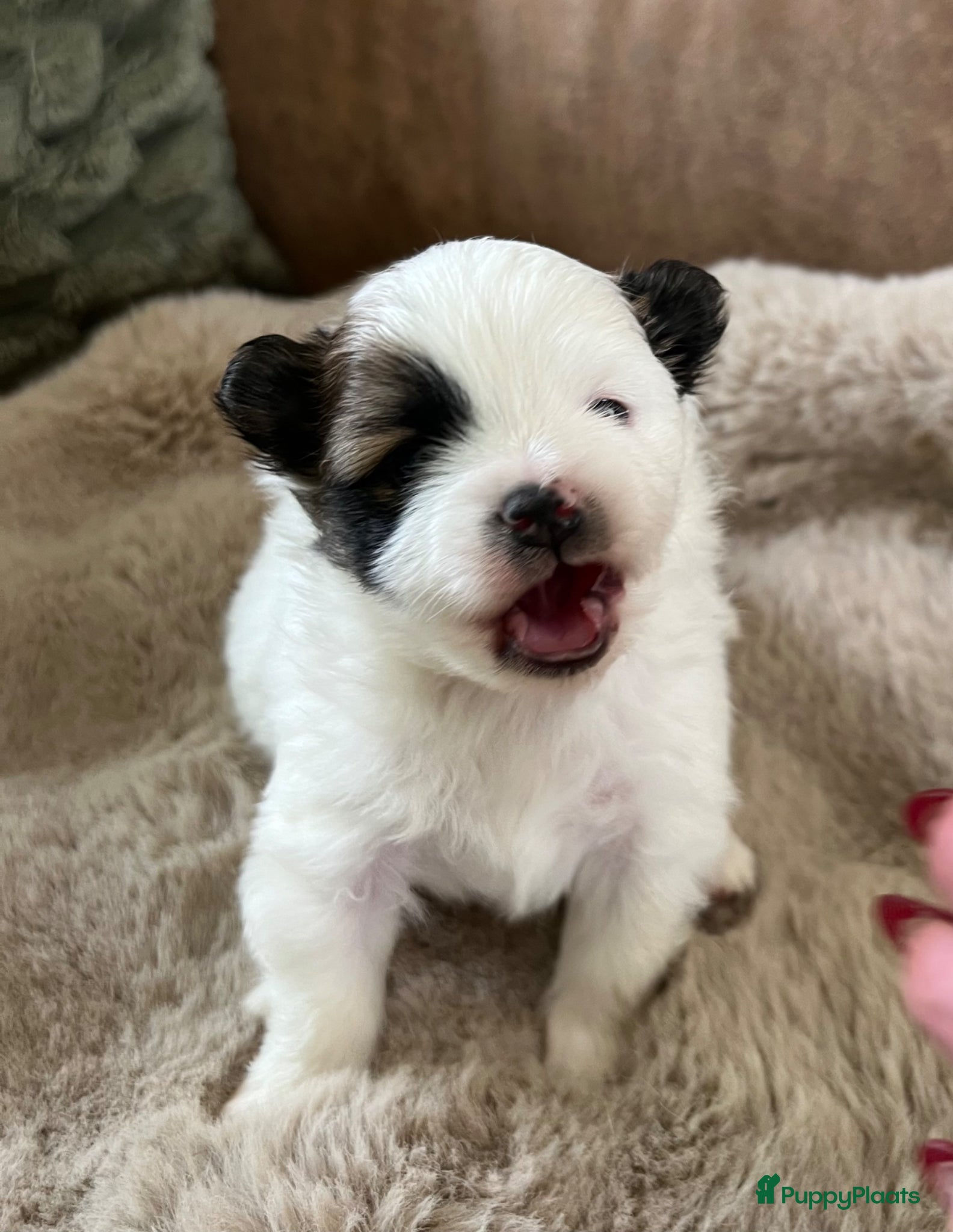 Kruising honden Super leuke pomchi’s  - Advertentie 2