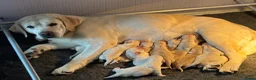 Labrador Retriever honden te koop: Gele Labrador reutjes  - Advertentie 1