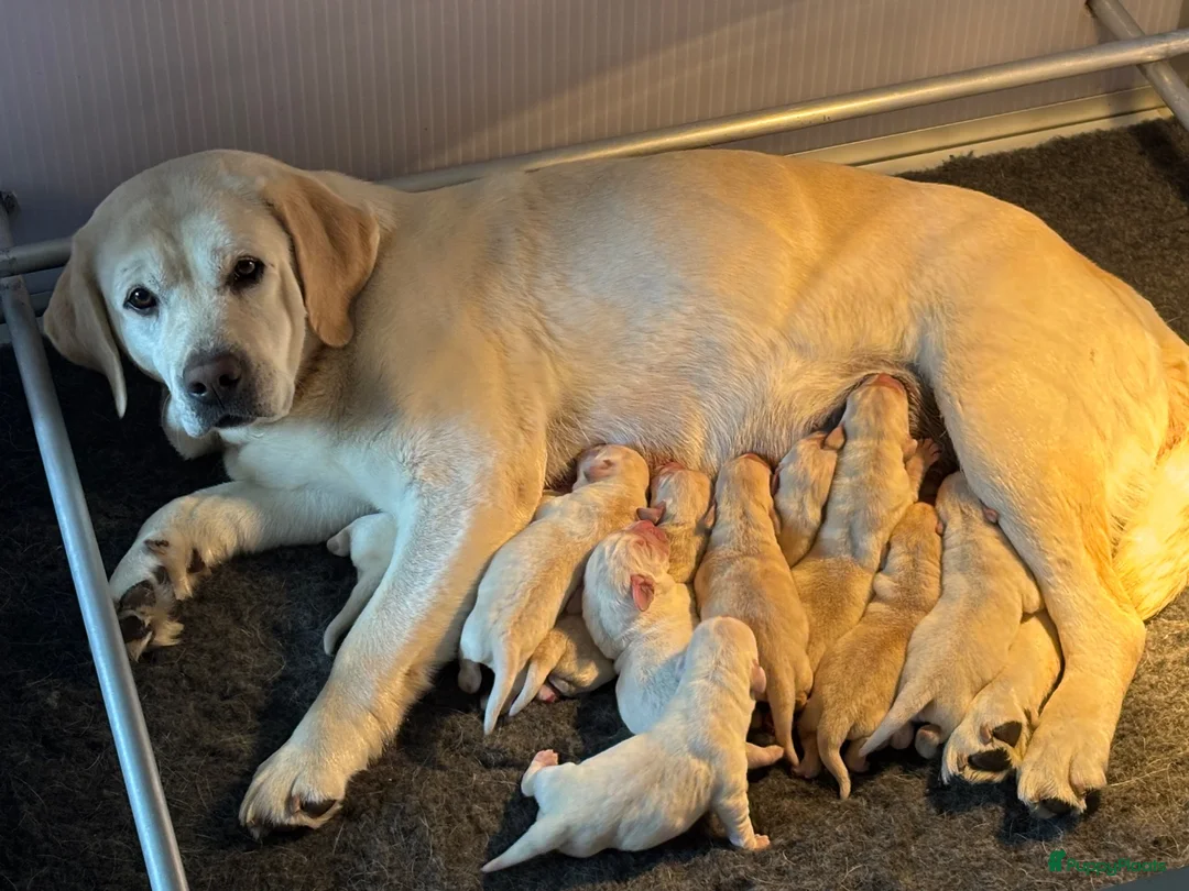 Labrador Retriever honden te koop: Gele Labrador reutjes  - Advertentie 1