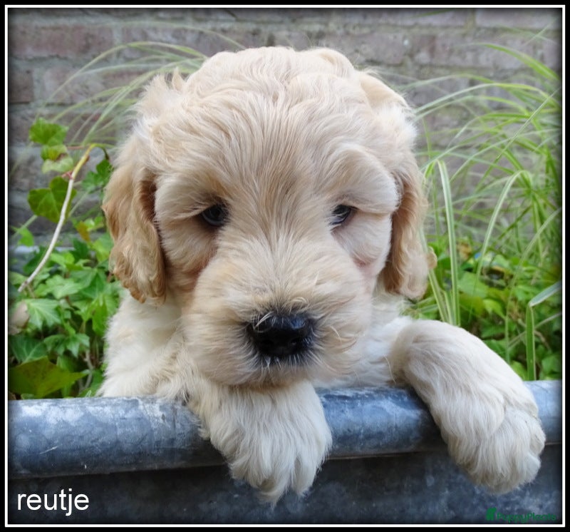 Labradoodle honden Labradoodle mini +/- 40 cm pups - Advertentie 2